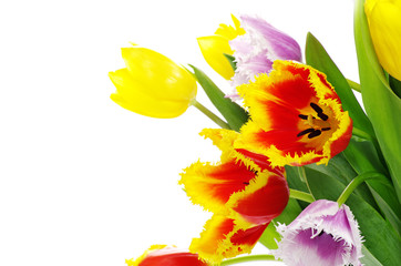 tulips on white