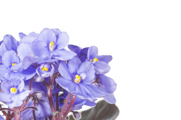 Violet viola flowers