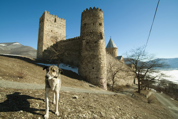 dog and the fortress