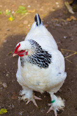 Hen