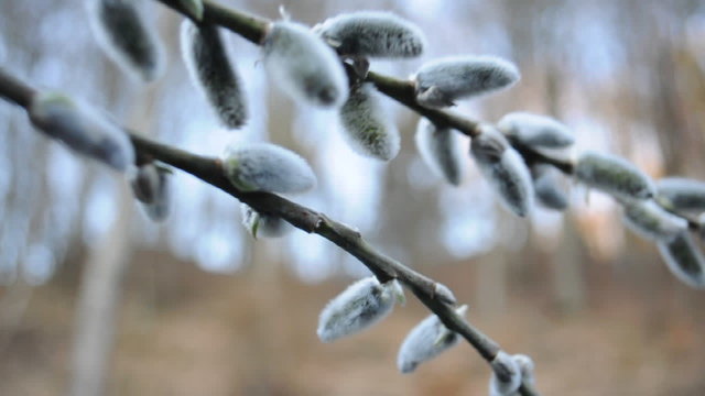 Weidenk&auml;tzchen im Wind