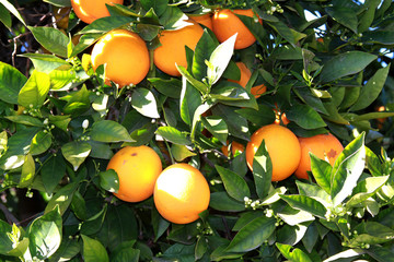 fresh oranges