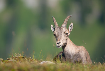 Naklejka na ściany i meble Alpine Ibex (lat. Capra ibex) in swiss alps