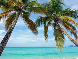 Martinique - Sainte-Anne : Cocotiers de la plage des Salines