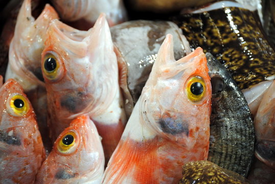 Pesce fresco