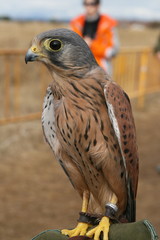 Cernícalo Vulgar. Falco tinnunculus.