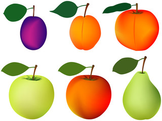 plum apricot peach apple pear