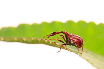 beetles insects
