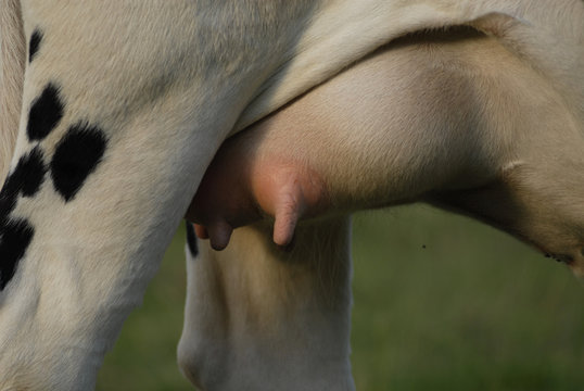 pis de vache