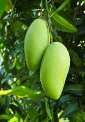 Green mango on the tree