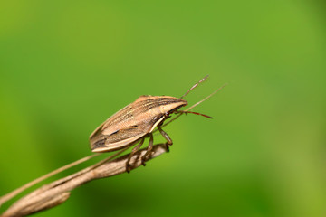 stink bug