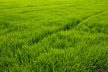 spring green grass
