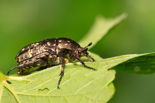 chafer