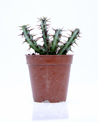 Potted cactus isolated over white background