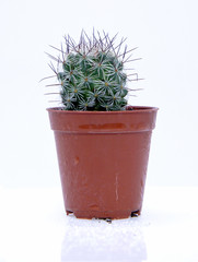 Potted cactus isolated over white background