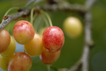 cerises