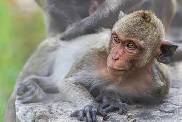 Macaque monkey