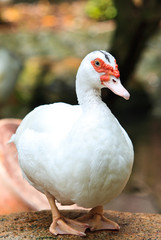 White duck on stone.