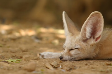 fennec fox - 30858680