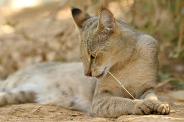 Jungle Cat