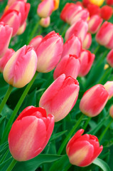 Obraz premium Pink tulips