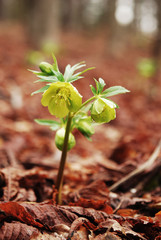 hellebore