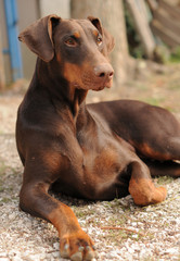 DOBERMANN