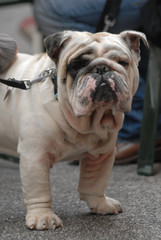 Fototapeta premium BULLDOG