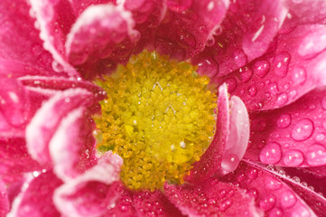 Chrysanthemum flower close up