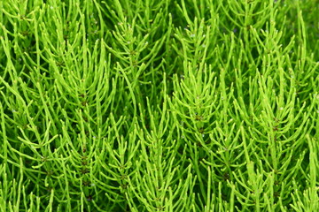 Equisetum