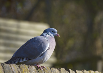 Wood Pigeon