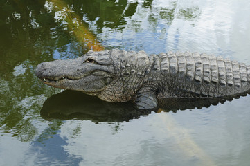 Alligator