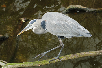 Great Blue Heron