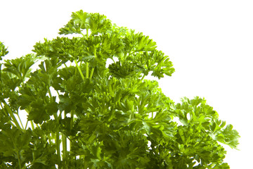 Fresh parsley