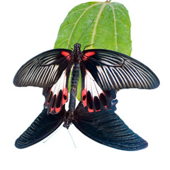 Тропические  бабочки Парусники на белом фоне