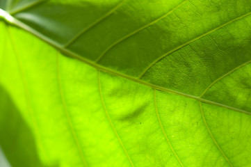 Obraz premium Macro Green Leaf