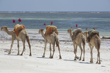 Kenia Africa _  Photo &copy; Herby Meseritsch