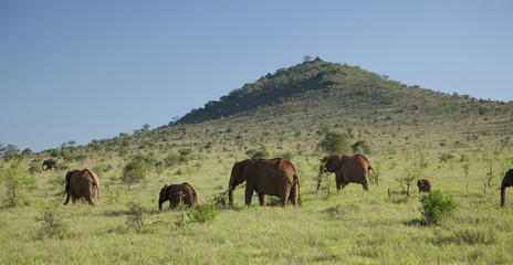 Fototapeta na wymiar Kenia Africa _ Photo © Herby Meseritsch