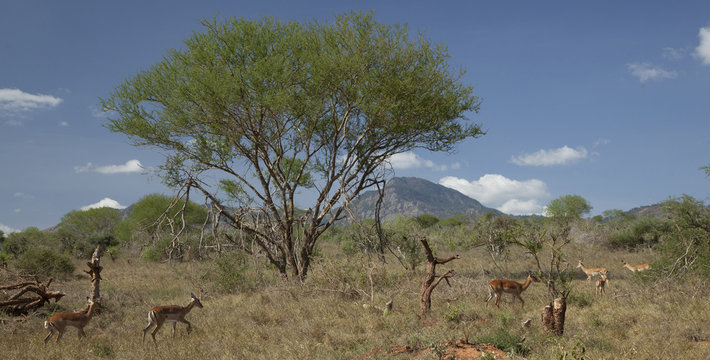 Kenia Africa _  Photo © Herby Meseritsch