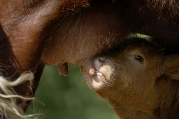 allaitement veau