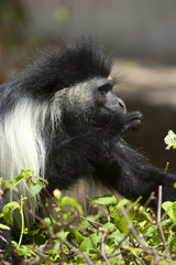 Kenia Africa _  Photo © Herby Meseritsch