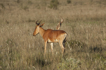 Kenia Africa _  Photo © Herby Meseritsch