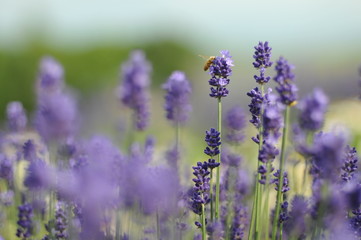 Obraz premium 富良野のラベンダー