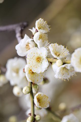 白滝枝垂（梅）