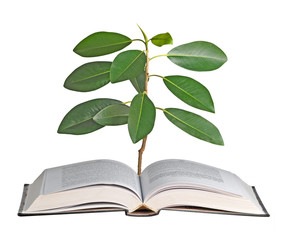 sapling growing from open book