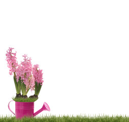 hyacinth in water can