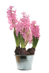 hyacinth in pot
