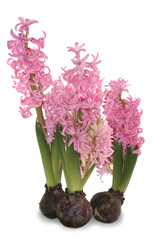 pink hyacinth