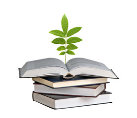 sapling growing from open book