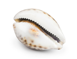 seashell isolated on white background